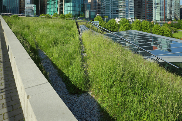Can Green Roofs Help Cities Respond to Climate Change?