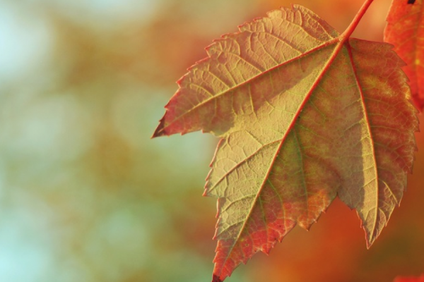Green Bonds Canada