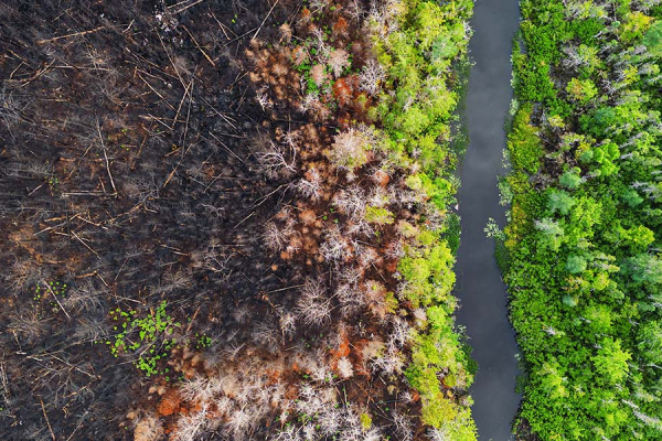 Cultural burns and wildfire management