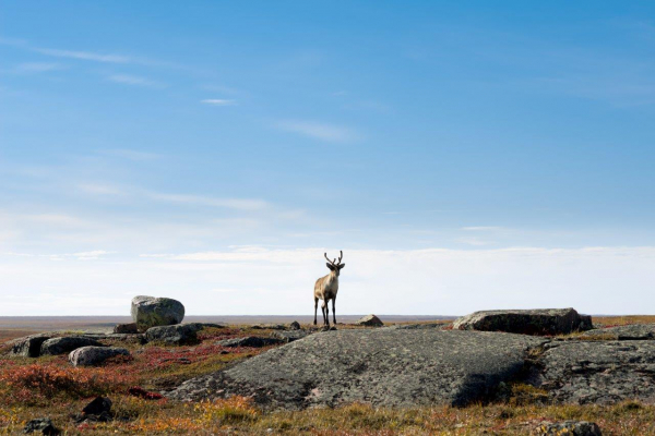 The Buck Stops Here: How to Pay for Species at Risk Conservation in Canada