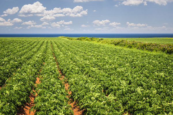 Efficient Nitrogen Fertilizer Management