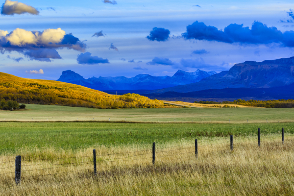 Deep roots, stronger fields: How grasslands fortify drought resilience in the prairies