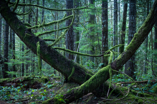 Investing in the growth of Canada’s forests is a public health imperative