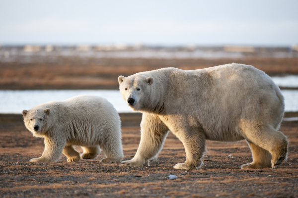 How polar bear conservation can promote development in Inuit communities