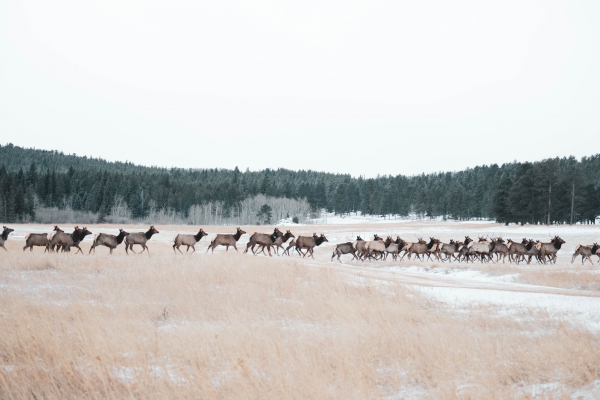 Student Blog: Using Non-monetary Incentives for Wildlife Disease Management: A Case Study in Alberta