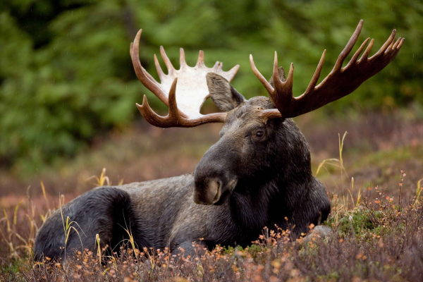 Guest Blog: Newfoundland moose and forestry - a collaboration between economists and ecologists