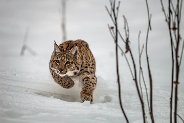 Species at Risk